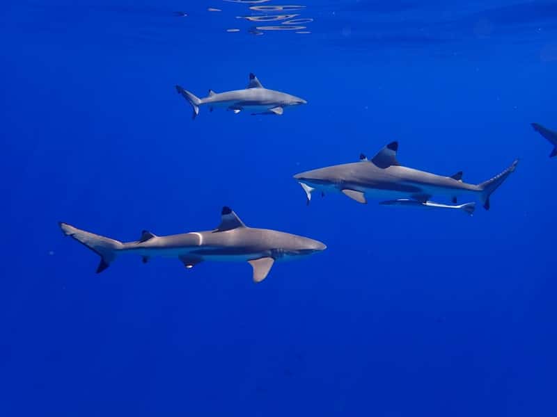 Egypt: Red Sea Concerns (Image Credits: Unsplash)