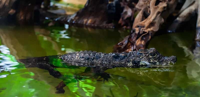 These Are Not the Crocodiles You Think They Are (Image Credits: Pixabay)