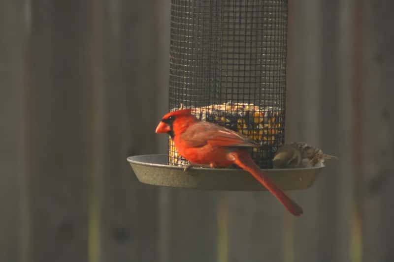 #7 - Your Feeder Keeps Running Empty Between Refills (Shogun_X, Flickr, CC BY-SA 2.0)
