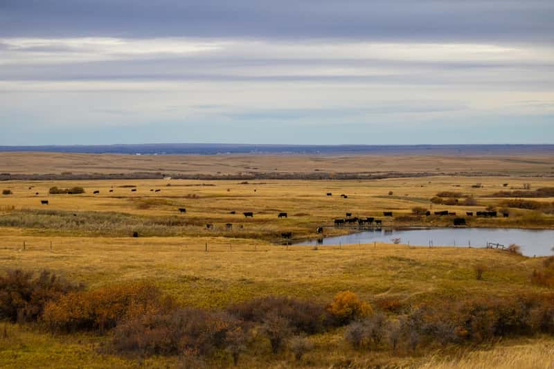 Kissimmee Prairie Preserve State Park, Florida - Dark Sky Sanctuary (Image Credits: Unsplash)