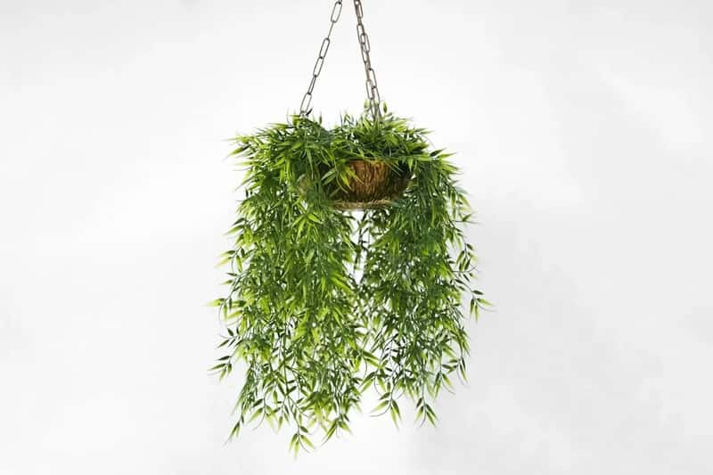 #7 - Spider Plants and Philodendrons Hanging From Every Corner (Image Credits: Unsplash)