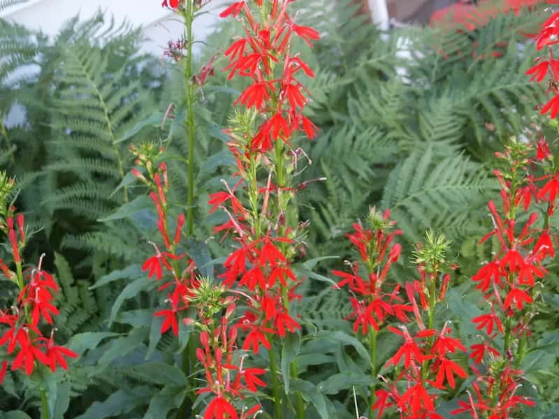 #4 - Cardinal Flower Is the Secret Weapon Most Gardeners Skip (pietila4, Flickr, CC BY-SA 2.0)