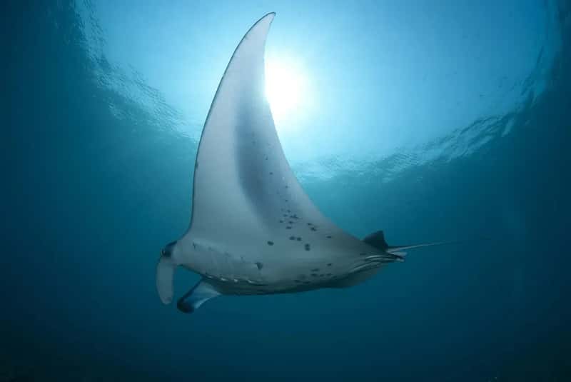 #6 - The Stingray City Sandbar With a Ship-Sponsored Group (Image Credits: Pixabay)