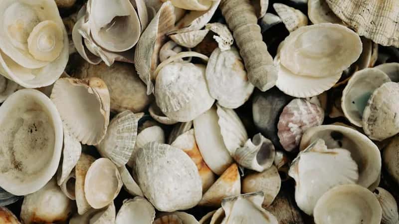 2. Coral and Certain Seashells (Image Credits: Pexels)