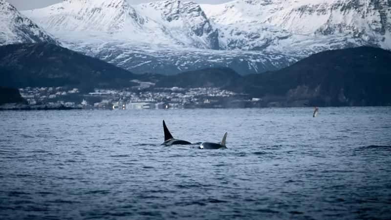 Wildlife That Summer Visitors Miss Entirely (Image Credits: Unsplash)