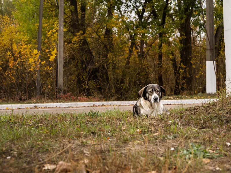 Genetic Mutations in Chernobyl Dogs Revealed (Image Credits: Unsplash)