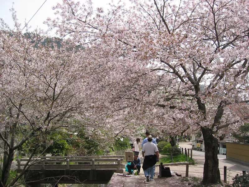 #13 - Kyoto, Japan in Cherry Blossom Season (opencontent, Flickr, CC BY 2.0)