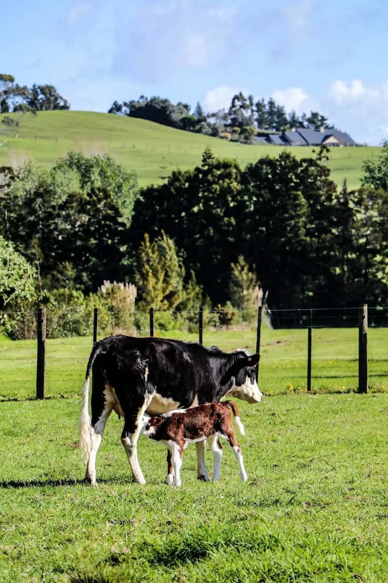 New Zealand: fresh, simple, and largely unfermented (Image Credits: Unsplash)