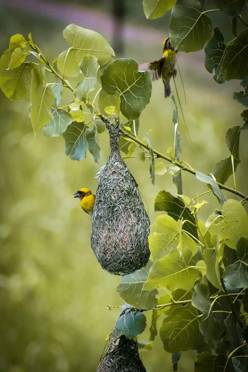 #7 - They Understand Goldfinch Nesting Timing and Don't Pull Plants in Late Summer (Image Credits: Unsplash)