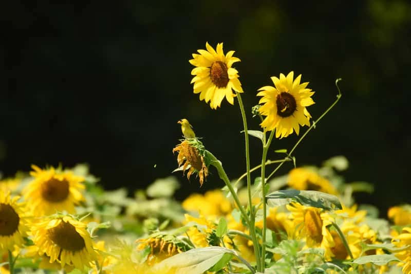 #12 - They Plant Sunflowers and Leave the Heads Standing All Fall (By Amaury Laporte, CC BY 2.0)