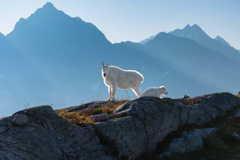 Mountain Goat Kids in Rocky Mountain National Park (Image Credits: Shutterstock)