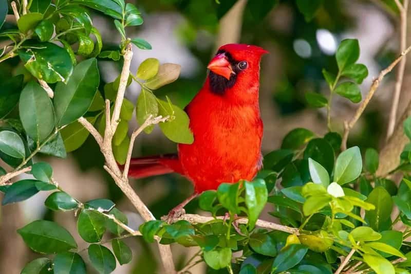 #11 - You Have No Shrubs or Cover Anywhere Near the Feeder (Image Credits: Pexels)