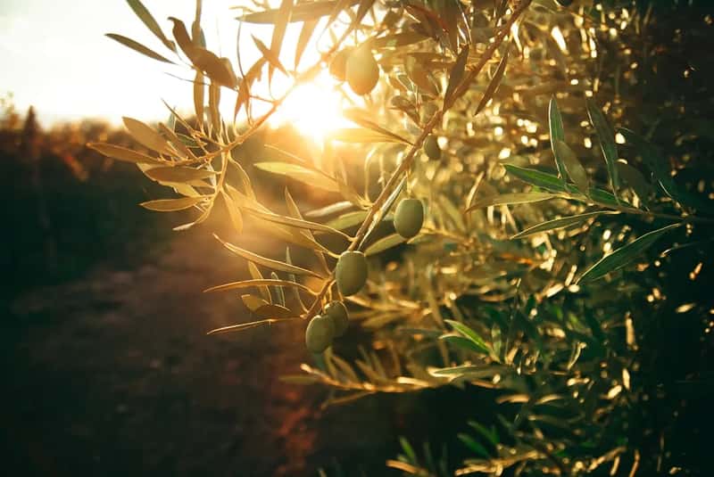 3. Olive Tree (Image Credits: Unsplash)