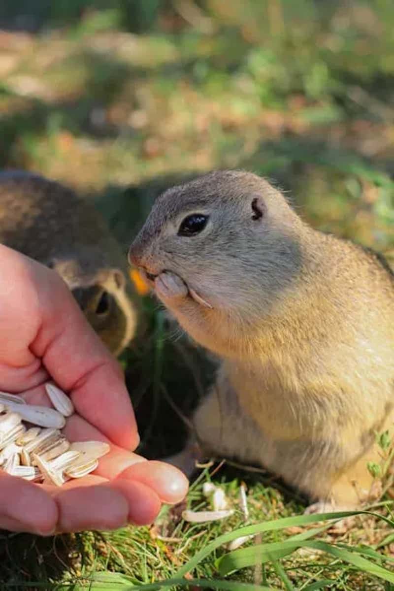 #3 - Feeding Wildlife (Even "Just This Once") (Image Credits: Pexels)