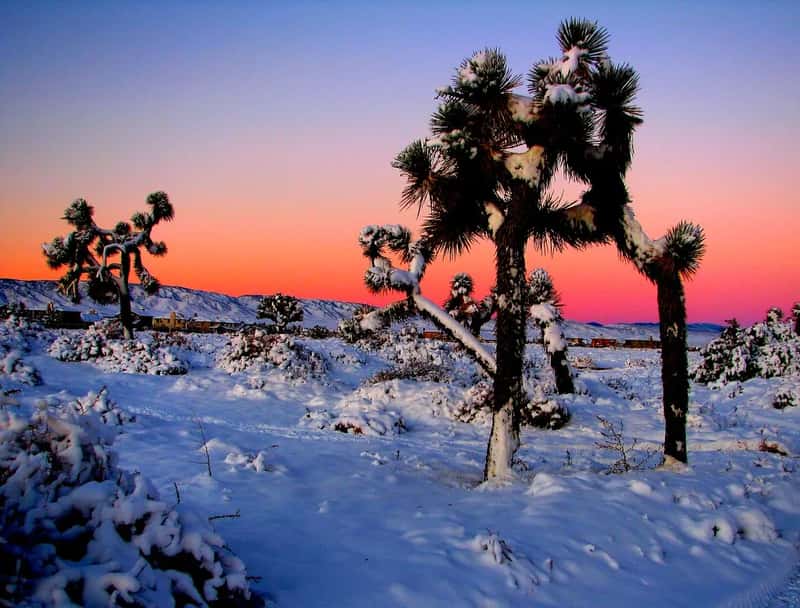 Joshua Tree National Park, California (Rennett Stowe, Flickr, CC BY 2.0)
