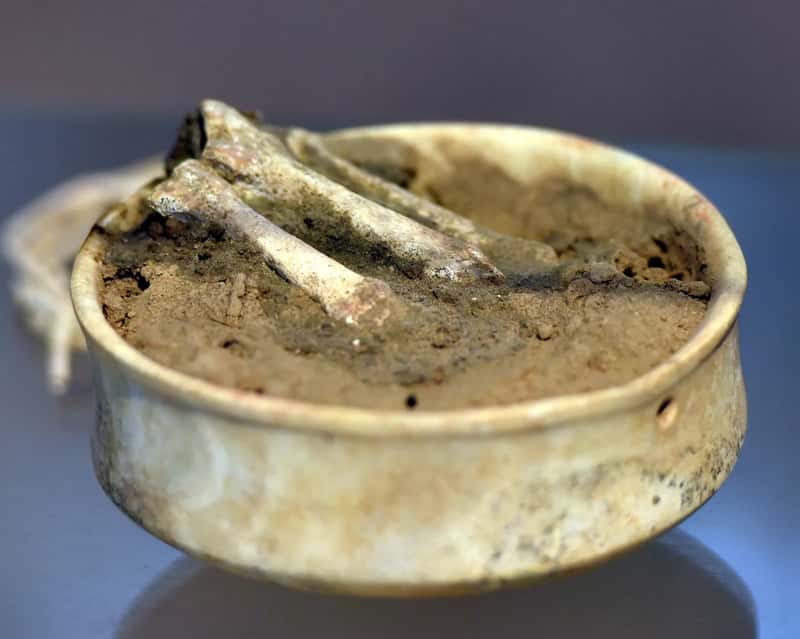 Bones With Cut Marks (By Osama Shukir Muhammed Amin FRCP(Glasg), CC BY-SA 4.0)