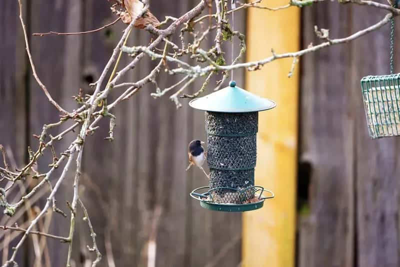 #13 - Not Cleaning the Feeder Nearly Enough (Image Credits: Pexels)
