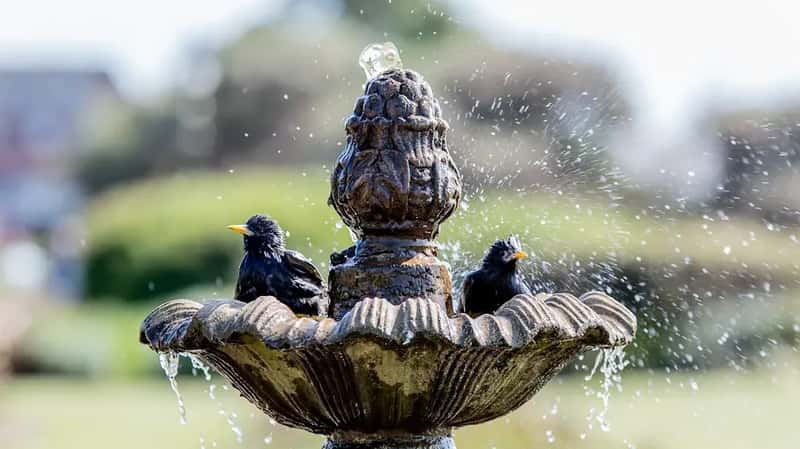 #3 - There's No Clean Water Source Anywhere in Your Yard (Image Credits: Unsplash)