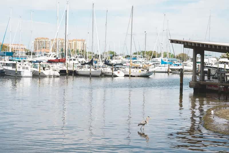 St. Petersburg, Florida (Image Credits: Unsplash)