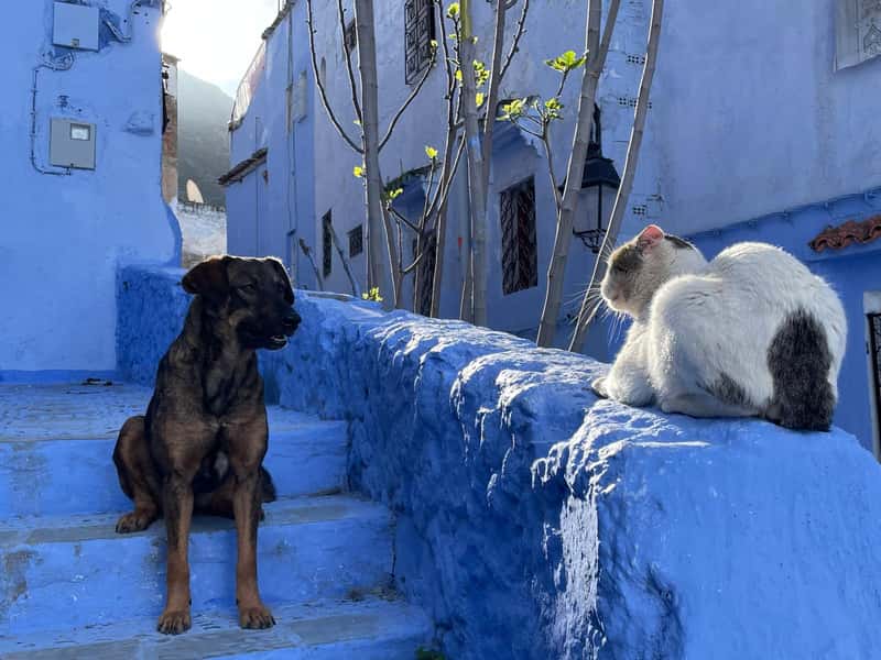 Morocco: Desert Dogs with Survival Instincts (Image Credits: Shutterstock)