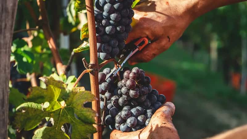 Timing the Trip Around Harvest (Image Credits: Unsplash)