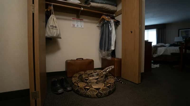 2. A Boa Constrictor, Coiled and Waiting in the Closet (Image Credits: Gemini)