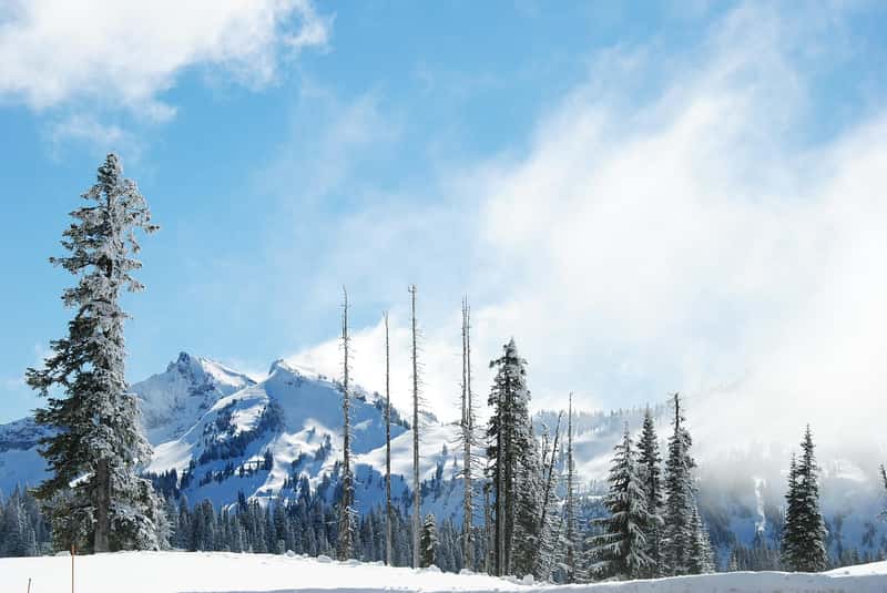 Mount Rainier National Park - Paradise in Powder (Image Credits: Pixabay)