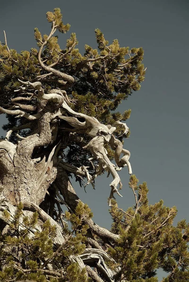 California's White Mountains: Methuselah the Bristlecone (Image Credits: Pixabay)