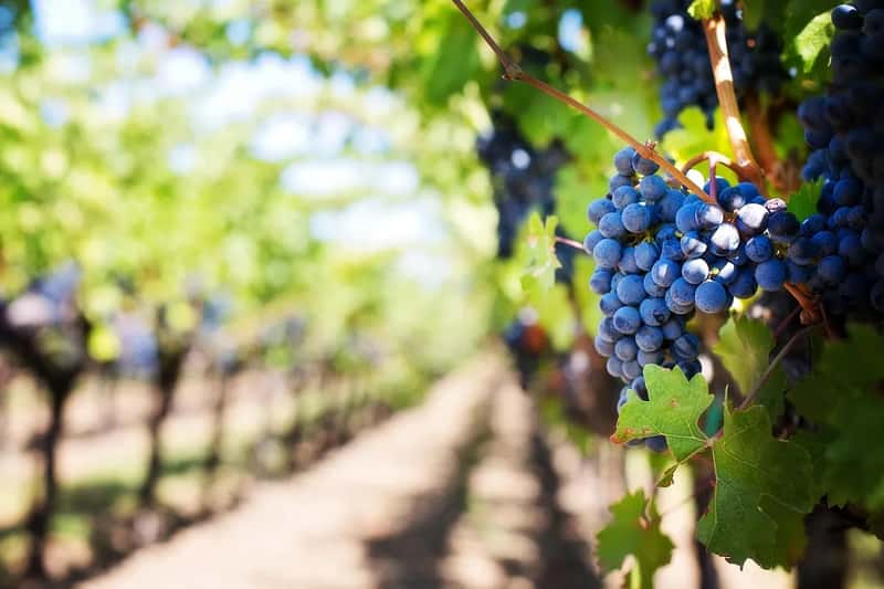 Moving Between Wineries (Image Credits: Pixabay)