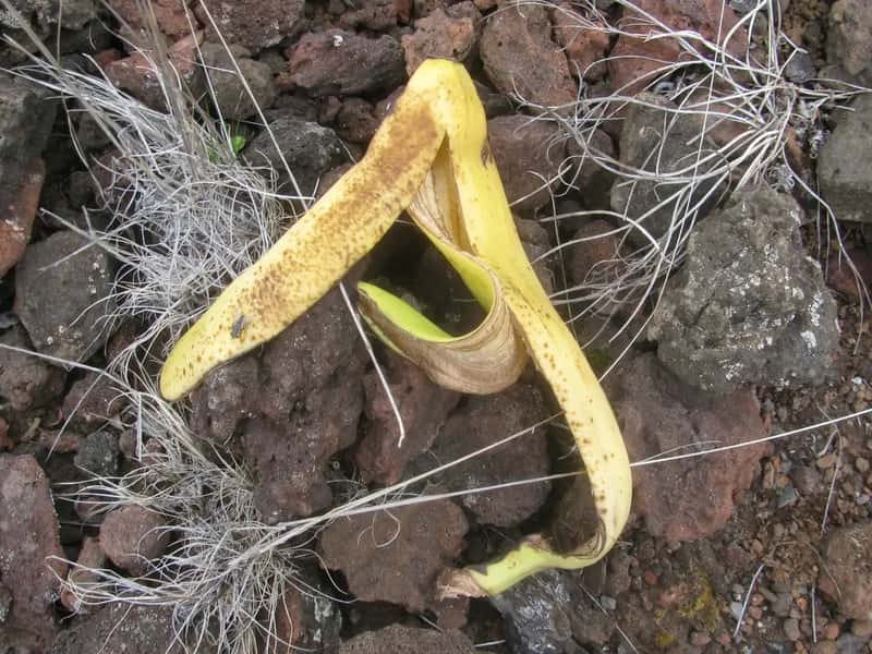 #5 - Littering, Including the "Harmless" Stuff (starr-140506-4405-Deschampsia_nubigena-habitat_with_banana_peel_on_side_of_road-Front_Country_HNP-Maui, CC BY 3.0 us)