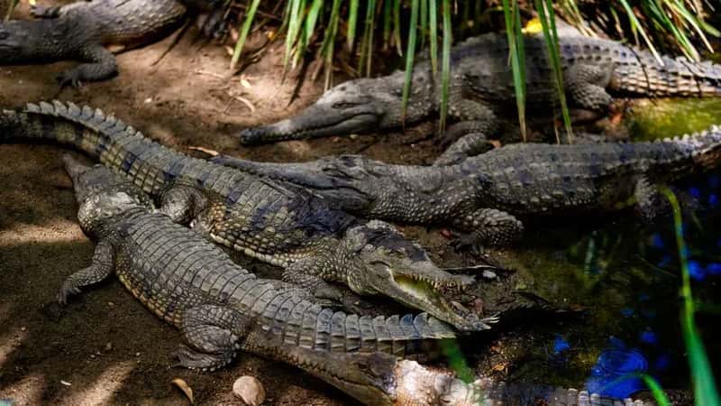 The Crocodile Science Forgot (Image Credits: Pexels)
