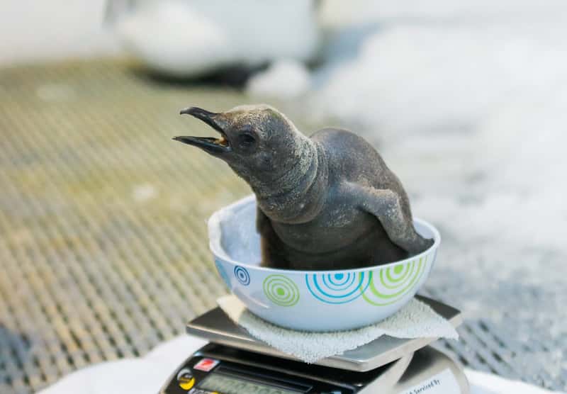King Penguin Chicks at Melbourne Aquarium (Image Credits: Shutterstock)