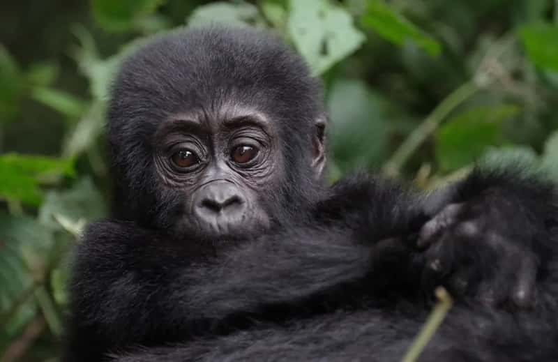 Rwanda: Gorilla trekking turns a small nation into a premium destination (Image Credits: Unsplash)