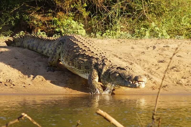 A Crocodile Unlike Any Other (Image Credits: Unsplash)