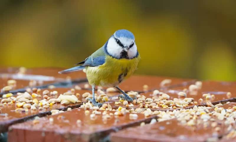 #5 - The Seed Is Rancid From Poor Storage (Image Credits: Unsplash)
