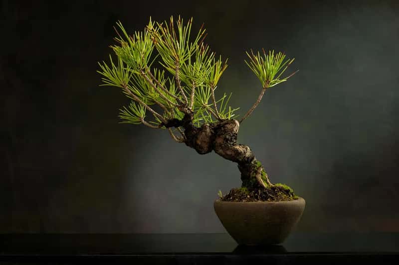 7. Live Plants, Seeds, and Untreated Wood or Soil (Image Credits: Pixabay)