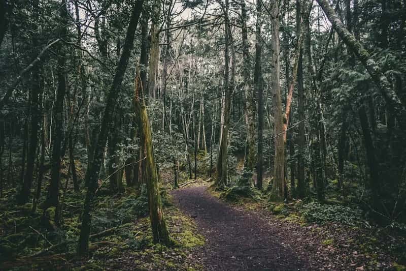6. Aokigahara Forest, Japan - The Forest That Absorbs Sound and Souls (Image Credits: Unsplash)