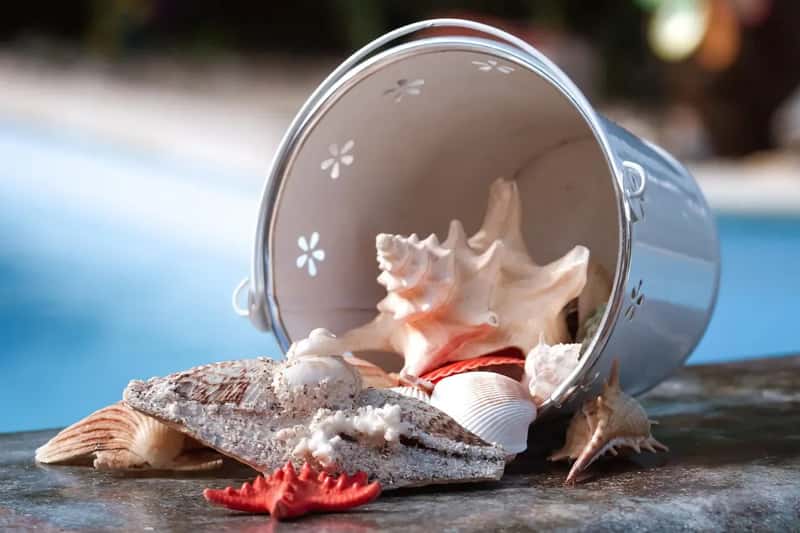 6. Coral, Seashells, and Marine Souvenirs (Image Credits: Pixabay)