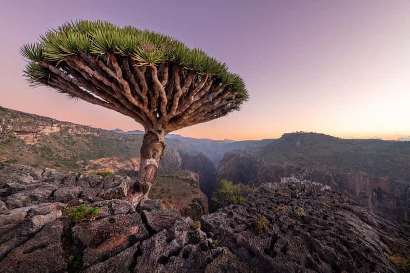 Socotra Island, Yemen (Image Credits: Unsplash)