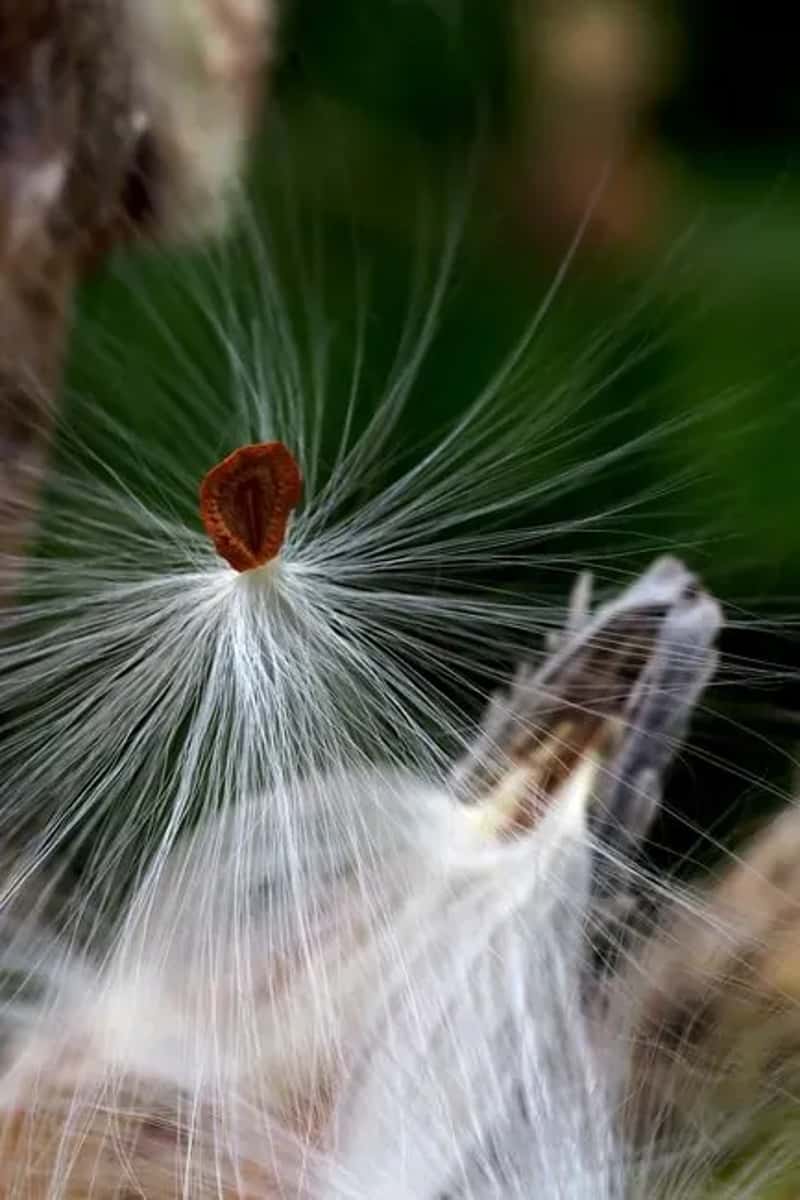 #4 - They Add Milkweed to the Garden for Both Food and Nesting Material (Image Credits: Pexels)