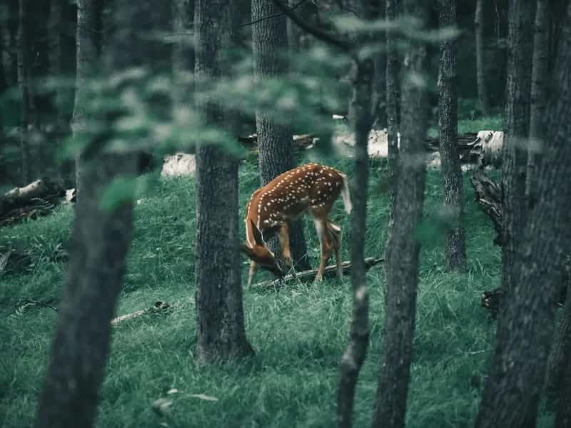 Harassing or Disturbing Wildlife (Image Credits: Unsplash)