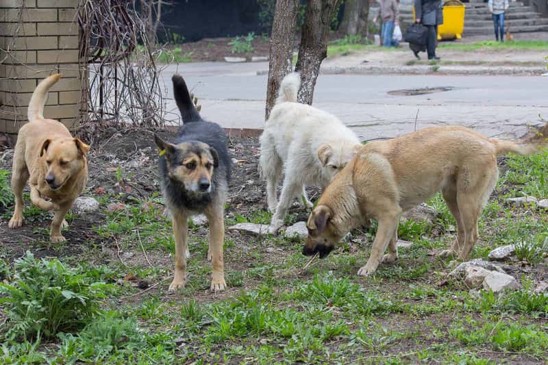 Bulgaria: Eastern Europe's Deadly Problem (Image Credits: Shutterstock)