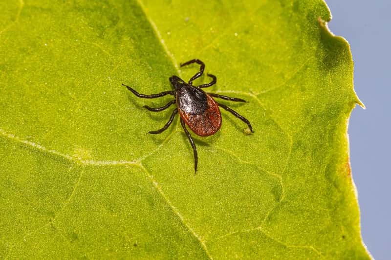 #12 - Flea and Tick Prevention (Image Credits: Pixabay)