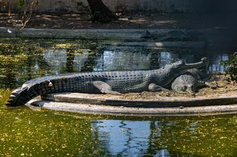 It's Also One of the Most Ecologically Irreplaceable Animals on the Planet (Image Credits: Pexels)