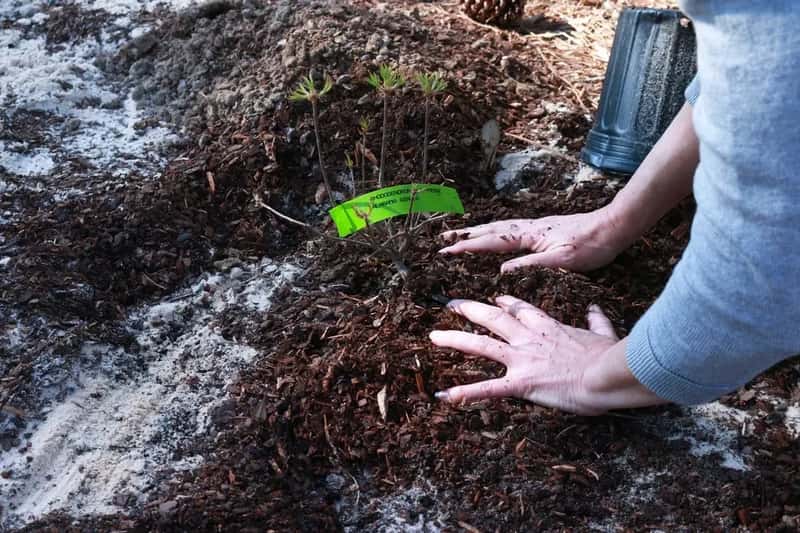 #3 - Combine Mulch With a Pre-Emergent for Season-Long Weed Suppression (Image Credits: Rawpixel)