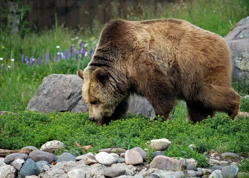 Small Mountain Towns Join the Fight, Too (Image Credits: Pixabay)