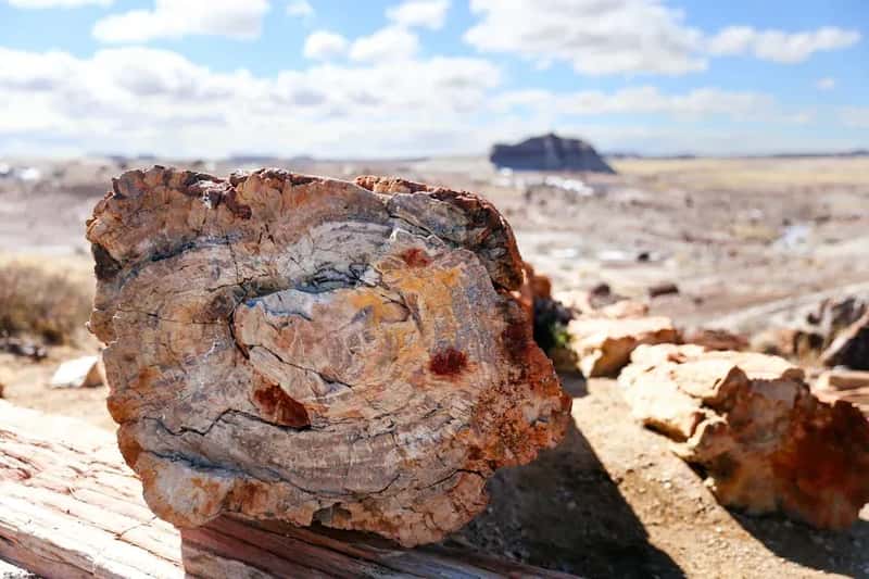 #8 - Petrified Forest National Park: A Desert That Divides Everyone (Image Credits: Pexels)