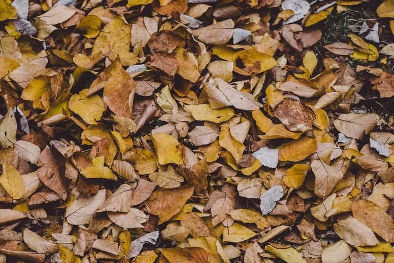 #8 - Shred Your Fall Leaves and Use Them as Free, Nutrient-Rich Mulch (Image Credits: Unsplash)