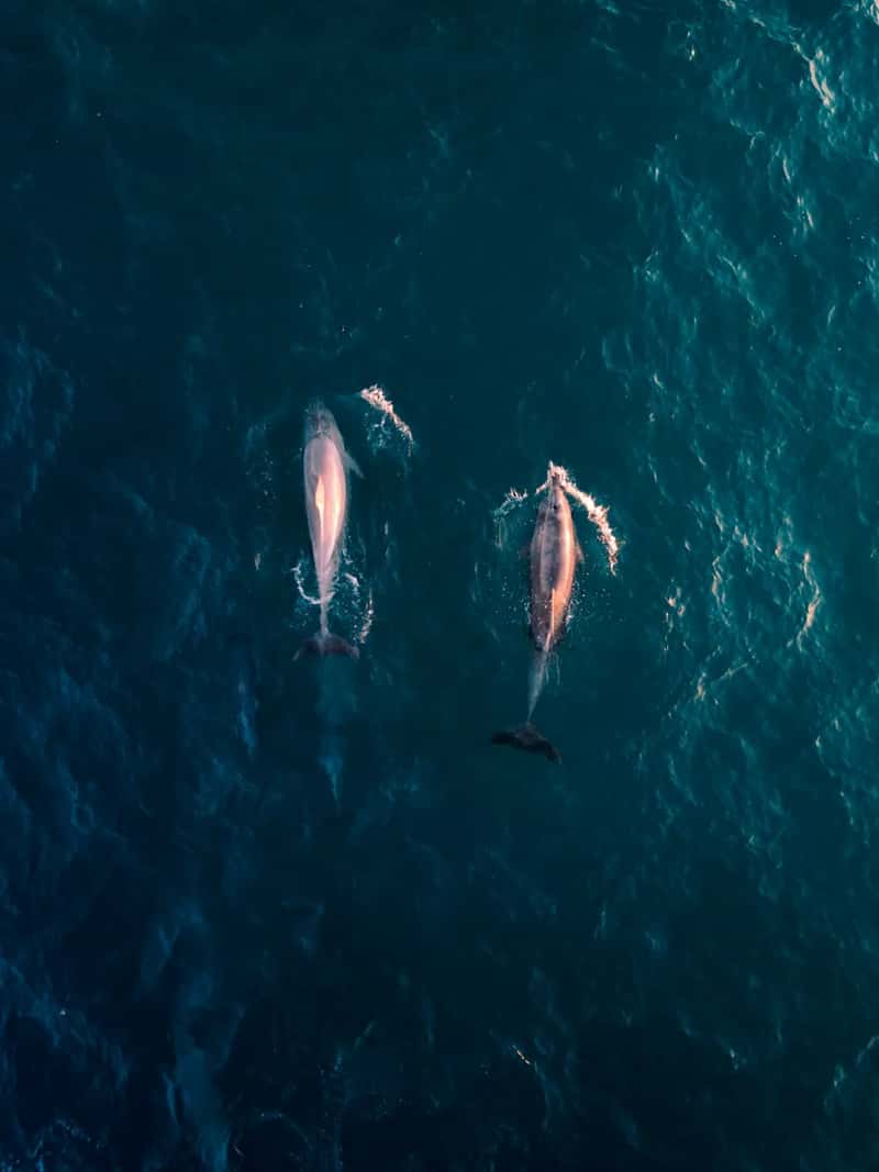 2024's Uneasy Repeat, and a Mystery That Puzzled Researchers (Image Credits: Unsplash)