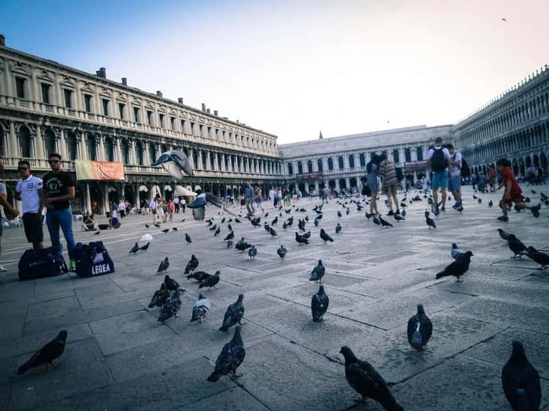 Feeding the pigeons in famous public squares (Image Credits: Stocksnap)
